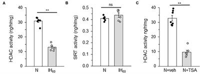 Histone Deacetylase 5 Is an Early Epigenetic Regulator of Intermittent Hypoxia Induced Sympathetic Nerve Activation and Blood Pressure